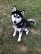 Siberian Husky Puppies for sale in District Heights, MD 20747, USA. price: NA