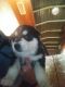 Siberian Husky Puppies for sale in Stitzer, WI 53825, USA. price: NA