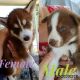 Siberian Husky Puppies for sale in Boone, NC, USA. price: NA