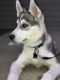 Siberian Husky Puppies for sale in Dearborn Heights, MI, USA. price: NA