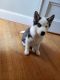 Siberian Husky Puppies for sale in Boston, MA, USA. price: $2,000