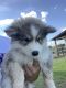 Siberian Husky Puppies for sale in Austin, TX, USA. price: $600