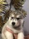 Siberian Husky Puppies for sale in Spencer, NY 14883, USA. price: $1,100
