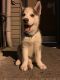 Siberian Husky Puppies for sale in Union City, NJ 07087, USA. price: $1,300