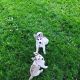 Siberian Husky Puppies for sale in Salem, OR, USA. price: $700