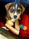 Siberian Husky Puppies for sale in Carlisle, PA 17015, USA. price: $300