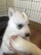Siberian Husky Puppies for sale in Newport News, VA, USA. price: $800