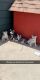 Siberian Husky Puppies for sale in Madera, CA, USA. price: NA