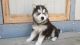Siberian Husky Puppies for sale in Portland, OR, USA. price: $500
