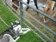 Siberian Husky Puppies for sale in Grayling, MI 49738, USA. price: NA