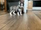 Siberian Husky Puppies for sale in Lynchburg, OH 45142, USA. price: $1,200