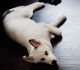 Siberian Husky Puppies for sale in St. Petersburg, FL, USA. price: $600
