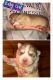 Siberian Husky Puppies for sale in Charleston, WV, USA. price: $700