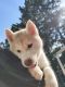 Siberian Husky Puppies for sale in Stevensville, MI 49127, USA. price: NA