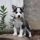 Siberian Husky Puppies for sale in Piscataway, NJ 08854, USA. price: NA