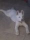 Siberian Husky Puppies for sale in Ventura, CA 93004, USA. price: NA