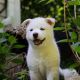 Siberian Husky Puppies for sale in Dexter, MI 48130, USA. price: NA