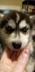Siberian Husky Puppies for sale in New Haven, MO 63068, USA. price: NA
