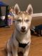 Siberian Husky Puppies for sale in Quinlan, TX 75474, USA. price: $550
