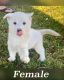 Siberian Husky Puppies for sale in Pasco, WA 99301, USA. price: NA