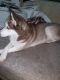 Siberian Husky Puppies for sale in Kissimmee, FL, USA. price: $600