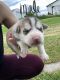 Siberian Husky Puppies for sale in Stanley, WI 54768, USA. price: $500