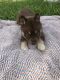 Siberian Husky Puppies for sale in Jefferson City, MO, USA. price: NA