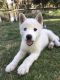 Siberian Husky Puppies for sale in Beverly Hills, CA 90210, USA. price: NA
