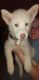 Siberian Husky Puppies for sale in Carlyle, IL 62231, USA. price: NA