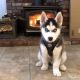 Siberian Husky Puppies for sale in Fresno, CA 93720, USA. price: $550