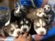 Siberian Husky Puppies for sale in Maywood, IL 60153, USA. price: NA