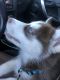 Siberian Husky Puppies for sale in Brookhaven, GA, USA. price: NA