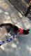 Siberian Husky Puppies for sale in 28-30 Jackson Ave, Long Island City, NY 11101, USA. price: NA