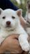 Siberian Husky Puppies for sale in Ogden, UT, USA. price: NA