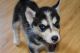 Siberian Husky Puppies for sale in St. Louis, MO, USA. price: $900