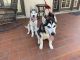 Siberian Husky Puppies for sale in Lakewood, CA, USA. price: NA