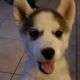 Siberian Husky Puppies for sale in Upland, CA, USA. price: NA
