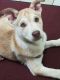 Siberian Husky Puppies for sale in Tobyhanna, PA 18466, USA. price: NA