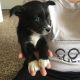 Siberian Husky Puppies for sale in West Des Moines, IA, USA. price: NA