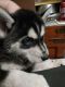 Siberian Husky Puppies for sale in Garden Grove, CA 92843, USA. price: NA