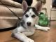 Siberian Husky Puppies for sale in Syracuse, NY, USA. price: $650