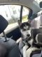Siberian Husky Puppies for sale in South River, NJ, USA. price: NA