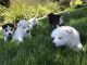 Siberian Husky Puppies for sale in Pumpkin Center, CA 93313, USA. price: NA