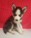 Siberian Husky Puppies for sale in Mt Ayr, IA 50854, USA. price: $375