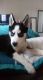 Siberian Husky Puppies for sale in Erie, PA, USA. price: NA