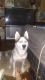 Siberian Husky Puppies for sale in LaFollette, TN, USA. price: $300