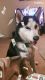 Siberian Husky Puppies for sale in Addison, TX, USA. price: NA