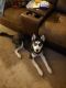 Siberian Husky Puppies for sale in Fall River, MA, USA. price: NA