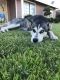 Siberian Husky Puppies for sale in Lancaster, CA 93535, USA. price: $250