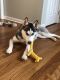 Siberian Husky Puppies for sale in Wallingford, CT 06492, USA. price: $1,000